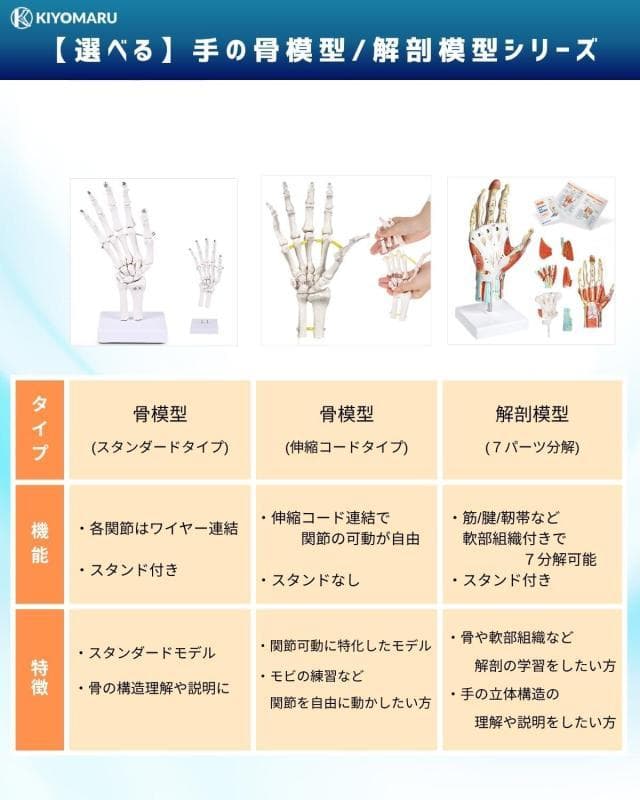 【未開封新品】手解剖模型 7パーツ分解モデル 等身大
