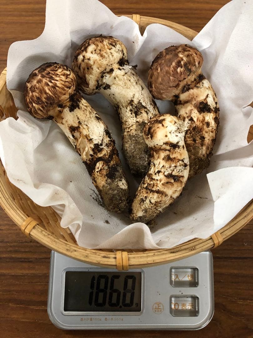 岩手県産　一級天然松茸（186g）③