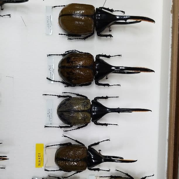 コレクションシリーズヘラクレスリッキー-2