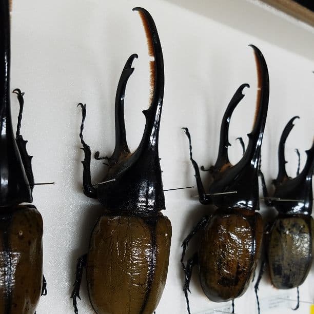 コレクションシリーズヘラクレスリッキー-2