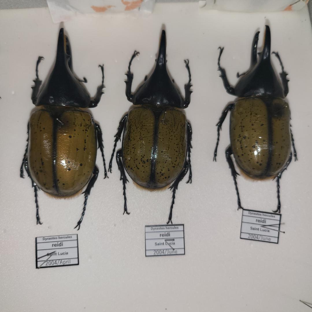 コレクションシリーズヘラクレスリッキー-2