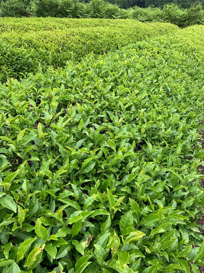 八女茶，緑茶(特上煎茶)1000円10袋 ライラです。