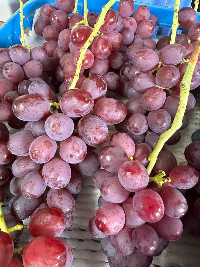 小粒クイーンルージュ⭐︎２キロ　ご家庭用