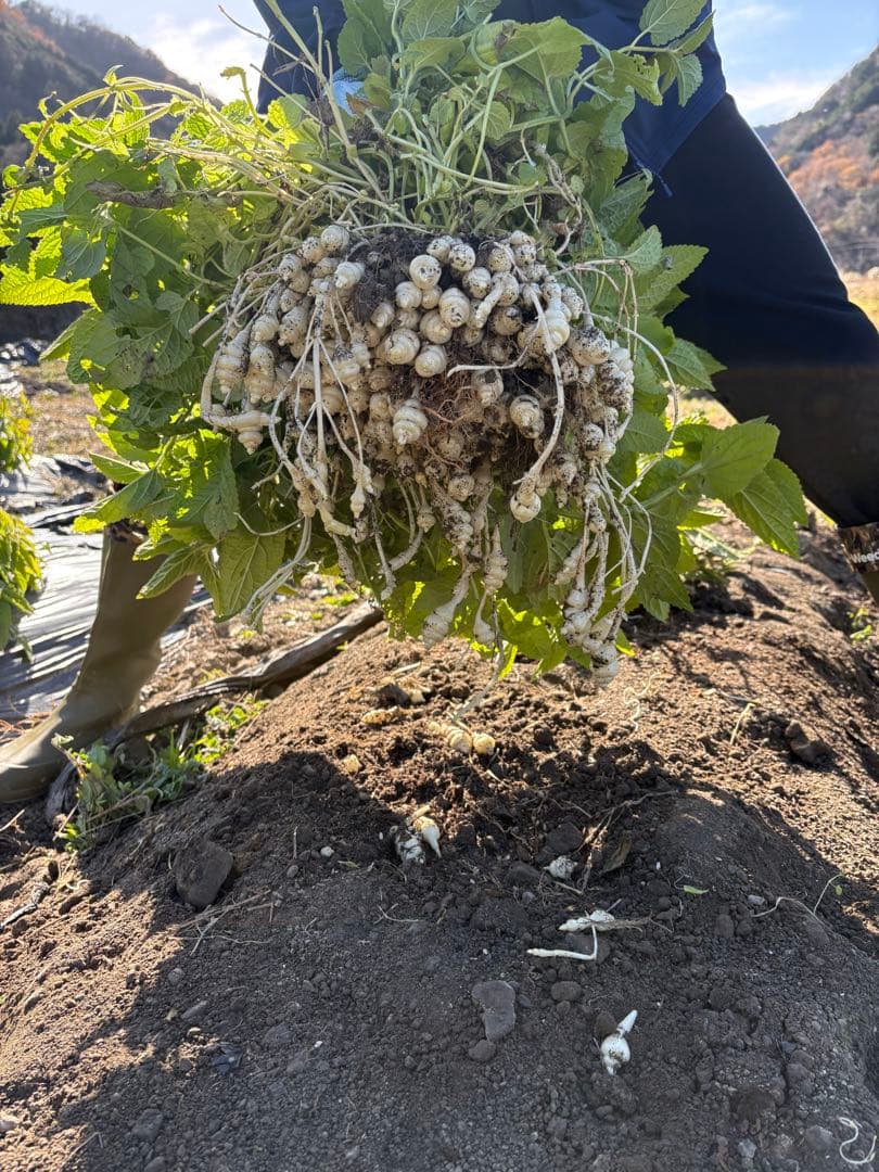 チョロギ2kg kantora