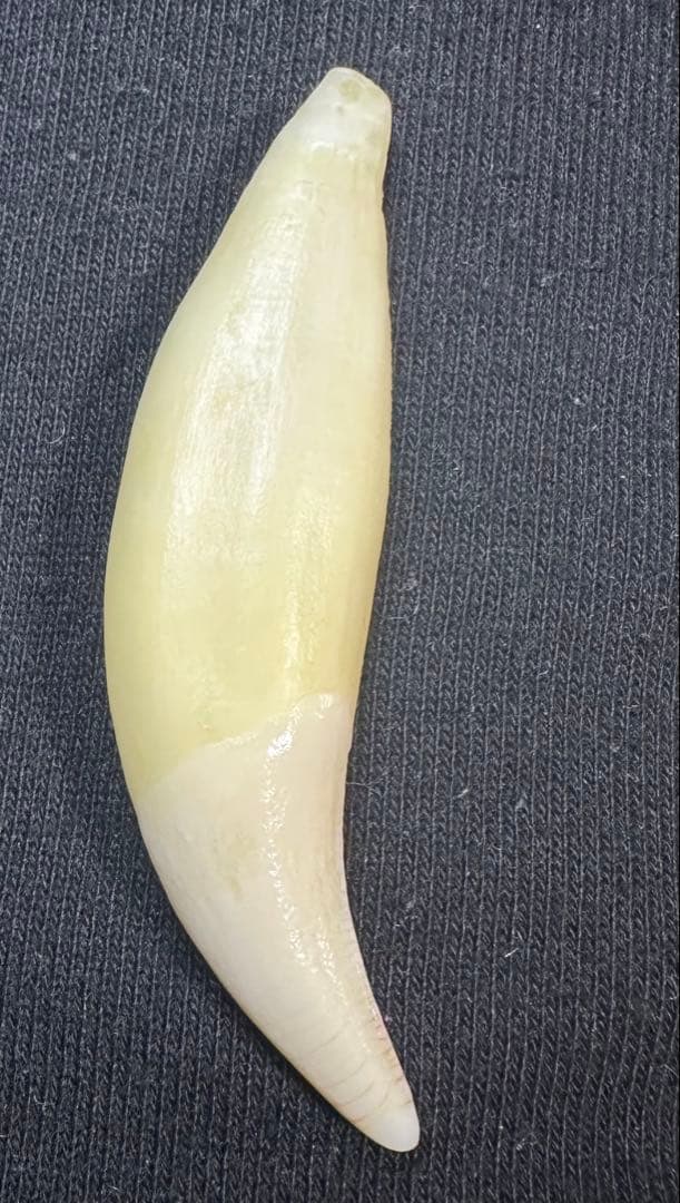 熊牙 牙 キーホルダー ネックレス