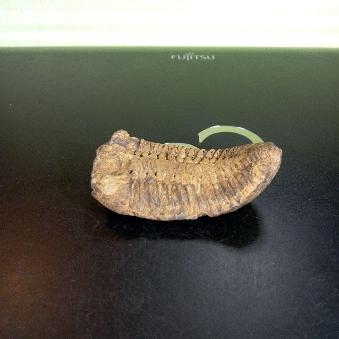 三葉虫　化石　fossil　ボリビア産　trilobite　ノジュール判別⑤