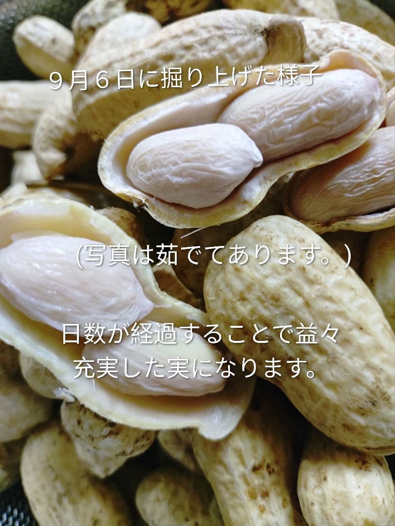 千葉県　八街産　掘りたて　おおまさり　生落花生　5Kg