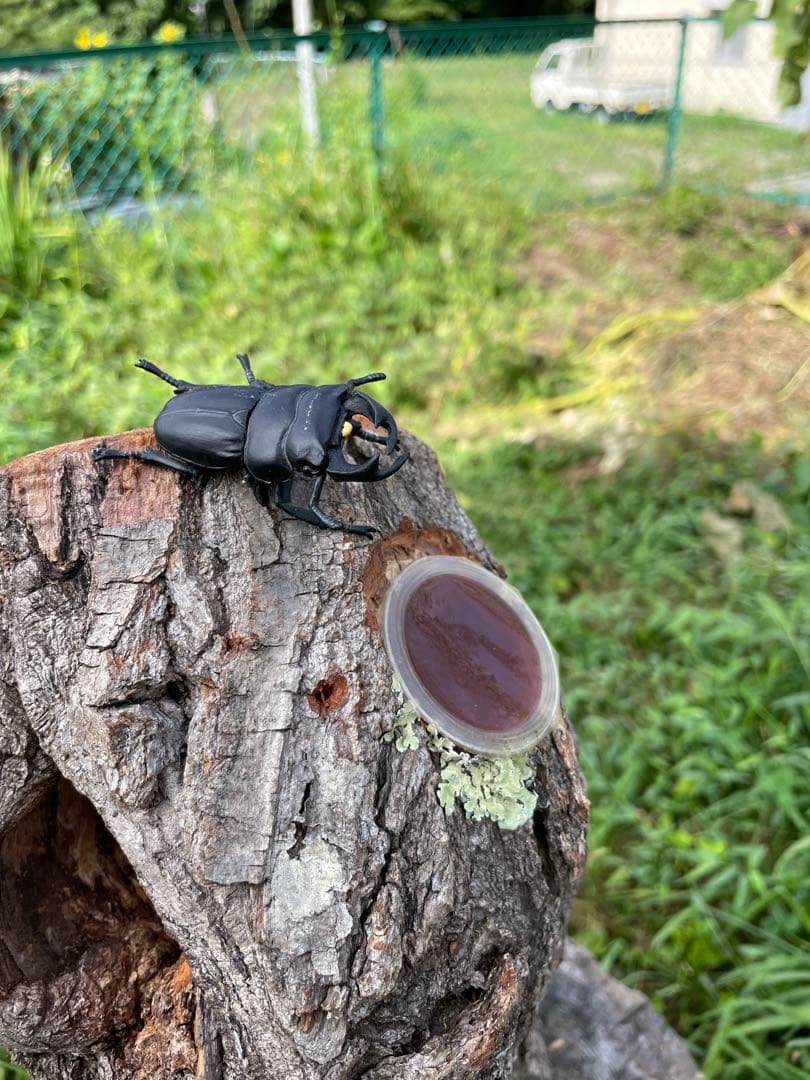 クワリウム　シェルター　登り木　エサ台　特大サイズ