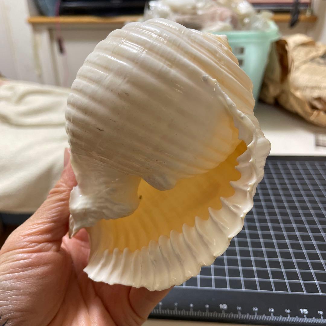 エマイトキワガイ　貝殻　標本