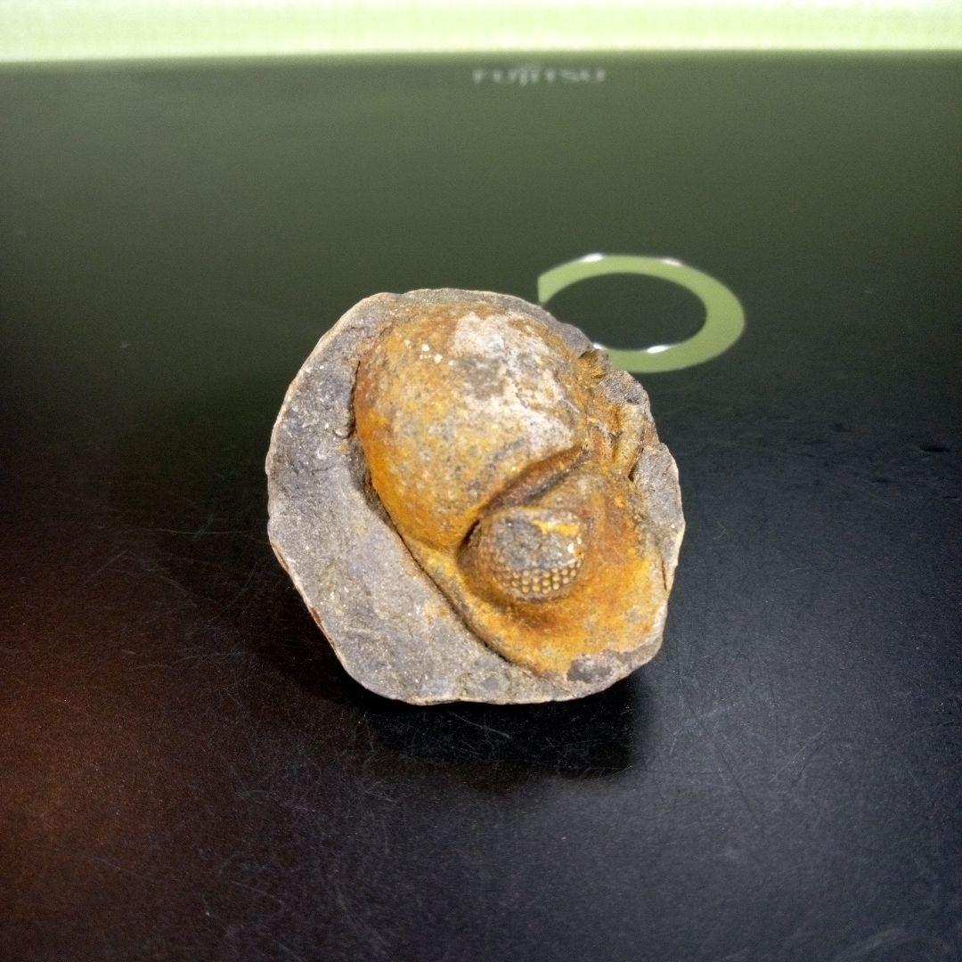 三葉虫　化石　fossil　ボリビア産　trilobite　ボリビア三葉虫郡①