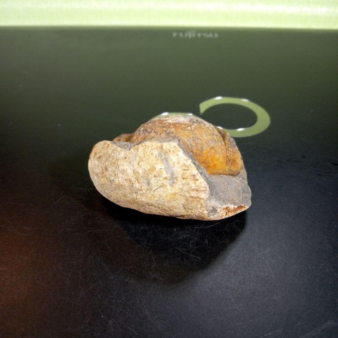 三葉虫　化石　fossil　ボリビア産　trilobite　ボリビア三葉虫郡①