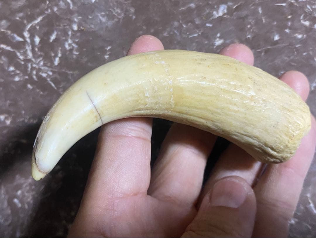 希少 マッコウクジラ 歯 72g