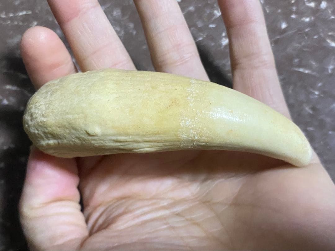 希少 マッコウクジラ 歯 72g