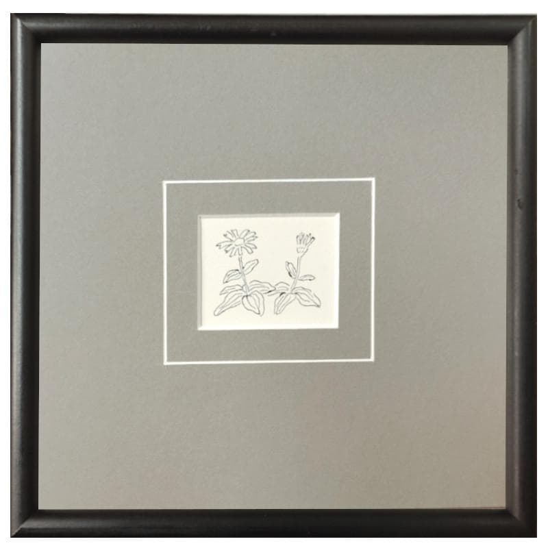 ☆坂本直行☆「エゾウサギギク」ペン画　小作品２０角額　未使用！