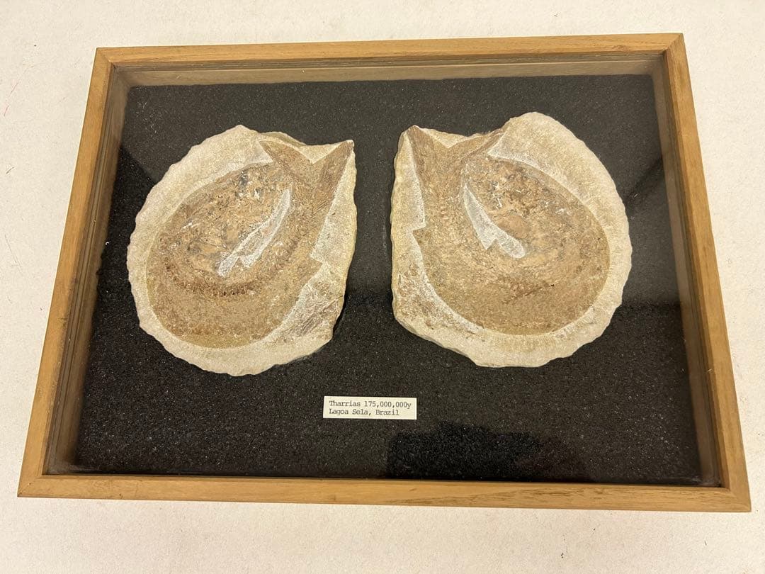 古代魚化石 Tharrias ジュラ紀 標本