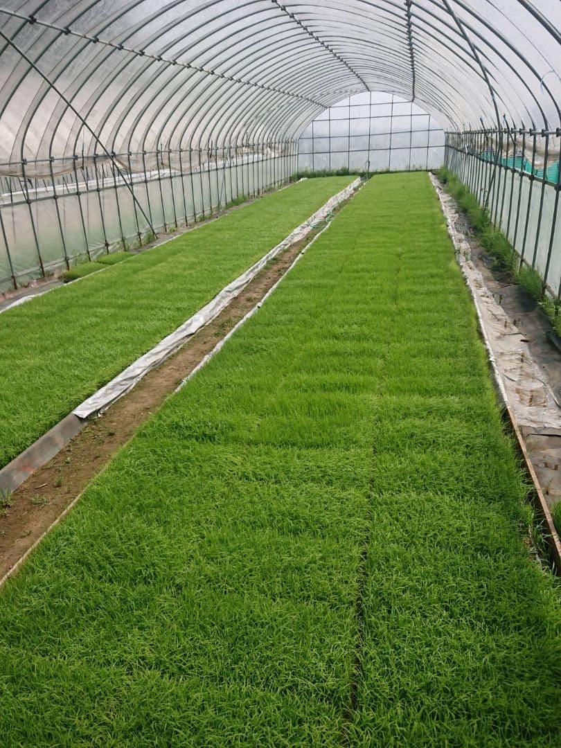 徳島県産 コシヒカリ（玄米） 20kg　低温貯蔵中　農家直送