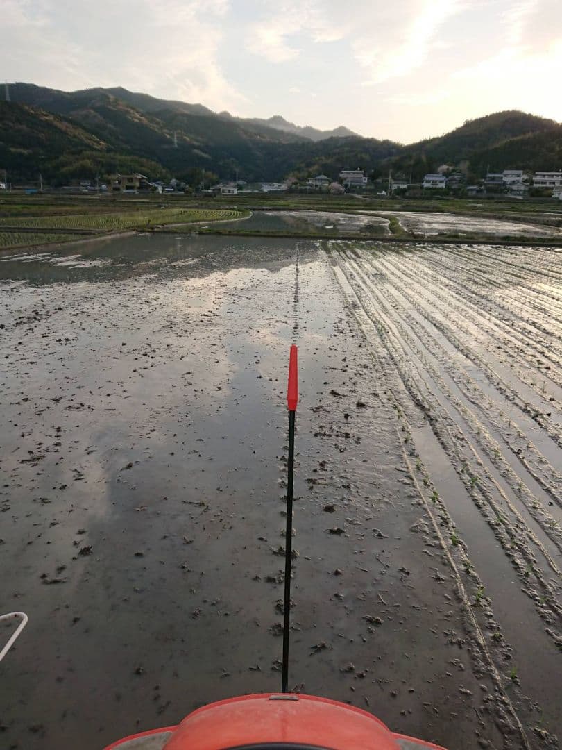 徳島県産 コシヒカリ（玄米） 20kg　低温貯蔵中　農家直送