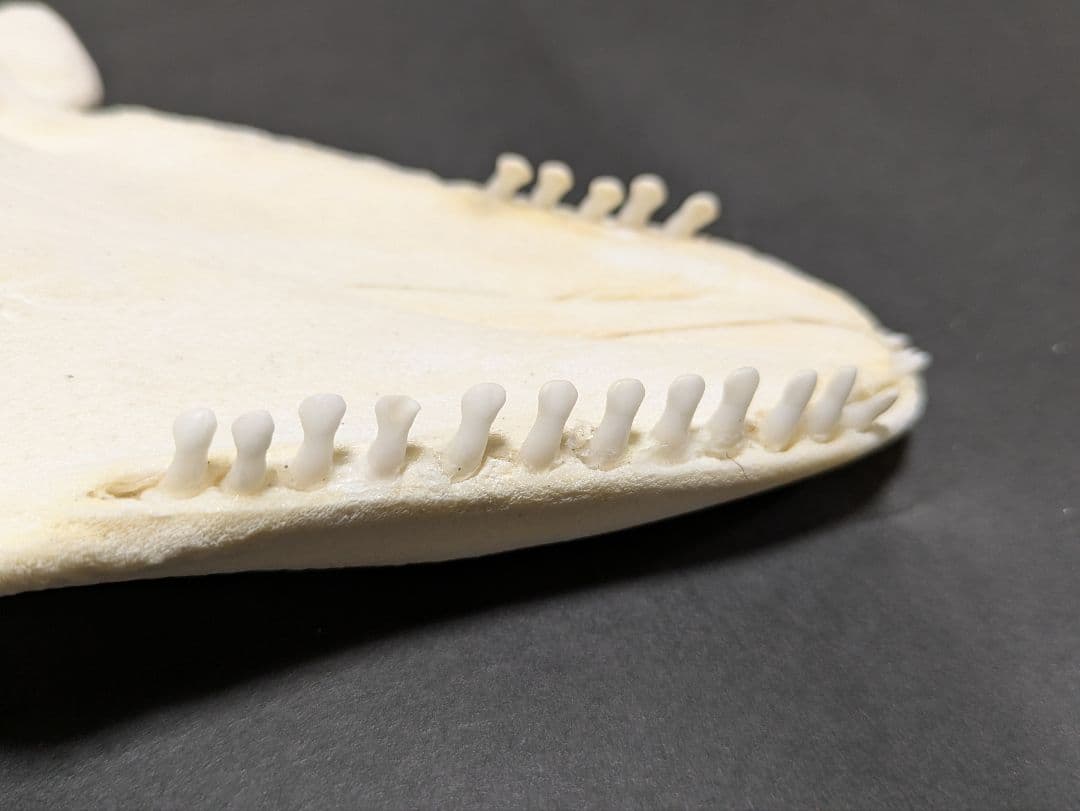 頭骨標本　鯨類イルカの仲間