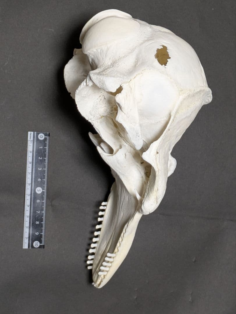 頭骨標本　鯨類イルカの仲間