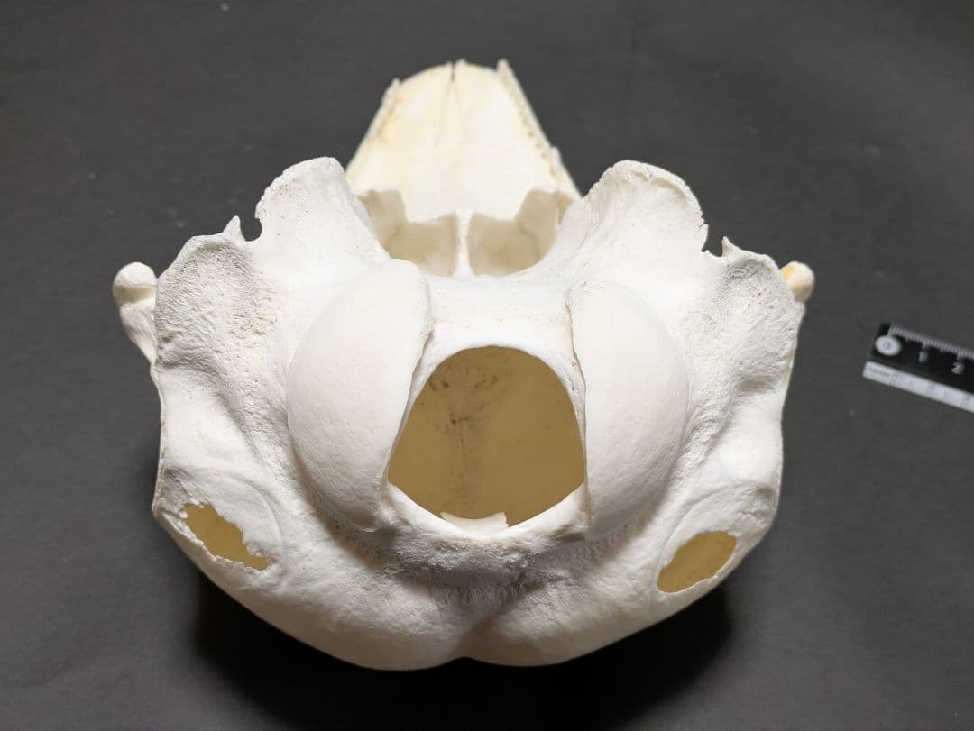 頭骨標本　鯨類イルカの仲間
