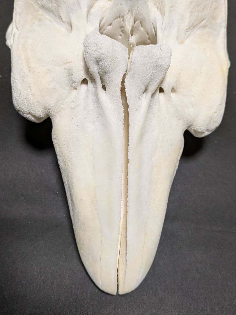 頭骨標本　鯨類イルカの仲間