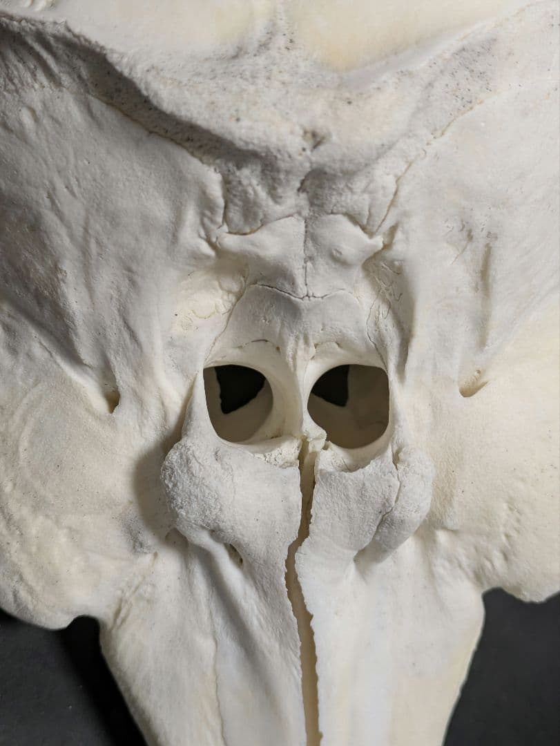 頭骨標本　鯨類イルカの仲間