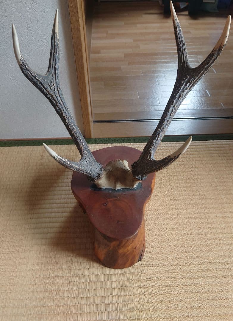 鹿の角 インテリア装飾品