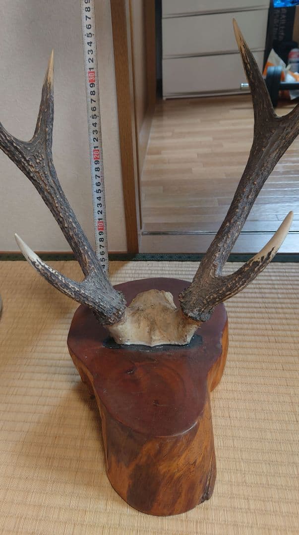 鹿の角 インテリア装飾品