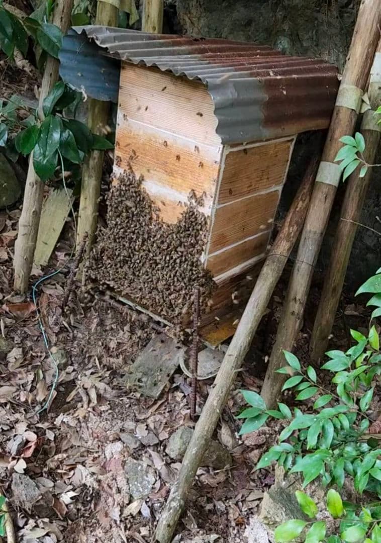 ニホンミツバチの蜂蜜　出不精ママ