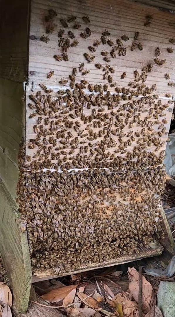 ニホンミツバチの蜂蜜　出不精ママ