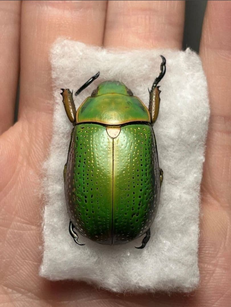 【鶯黄金最高峰】キンモンウグイスコガネ 標本 スペクタビリスウグイスコガネ