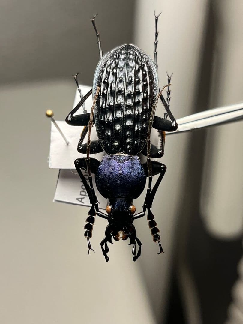 【38mm】アロウトゲオサムシ エリスカブリモドキ オサムシ標本 オサムシ