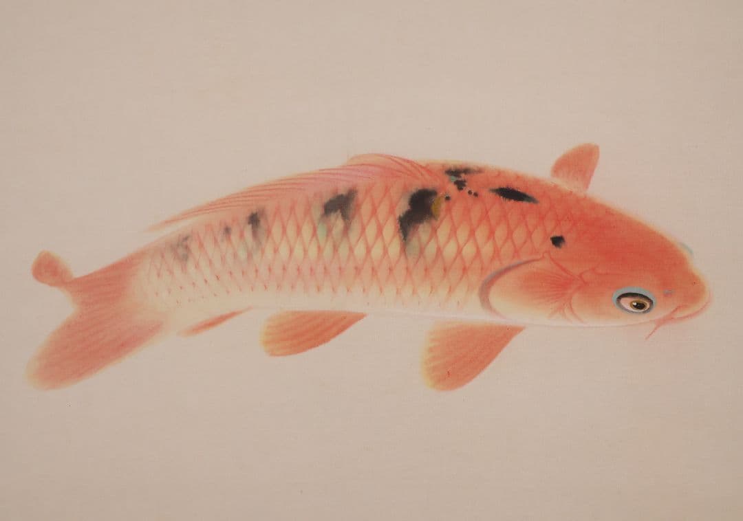 【真作】日本画 大谷園泉 鯉図 絹本 掛軸 双鯉 MB119