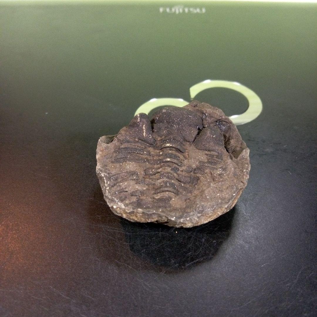 三葉虫　化石　fossil　ボリビア　trilobite　海生動物　三葉虫識別⑥