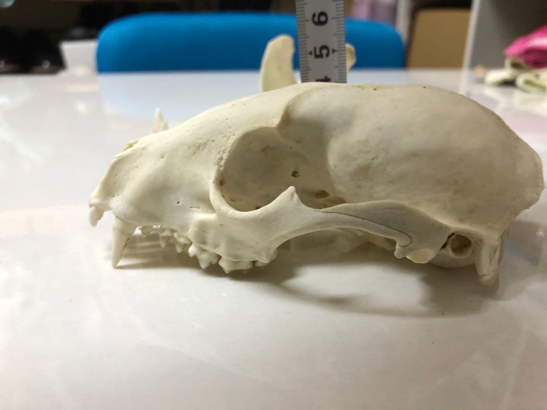 アライグマの頭骨