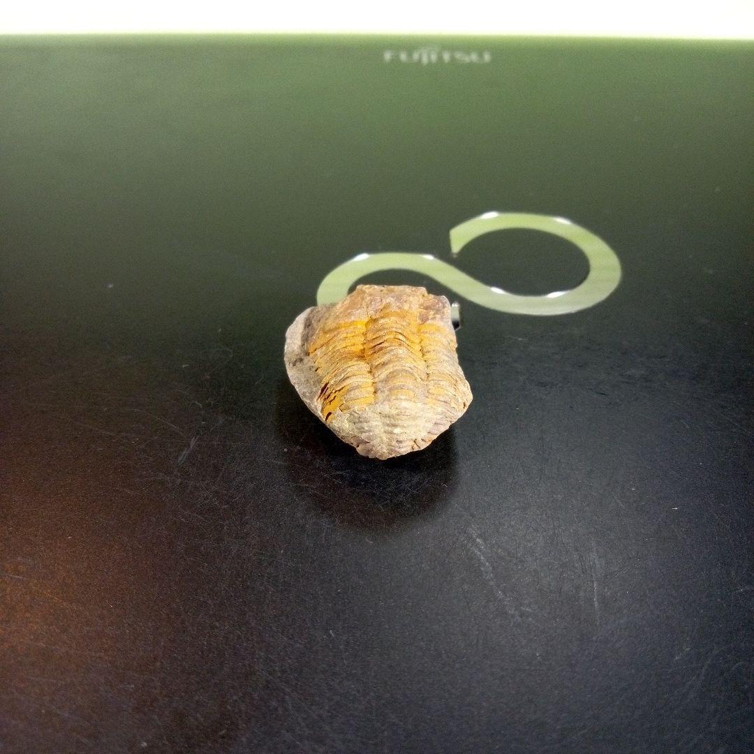 三葉虫　化石　fossil　海　ボリビア産　trilobite　海生動物種別④