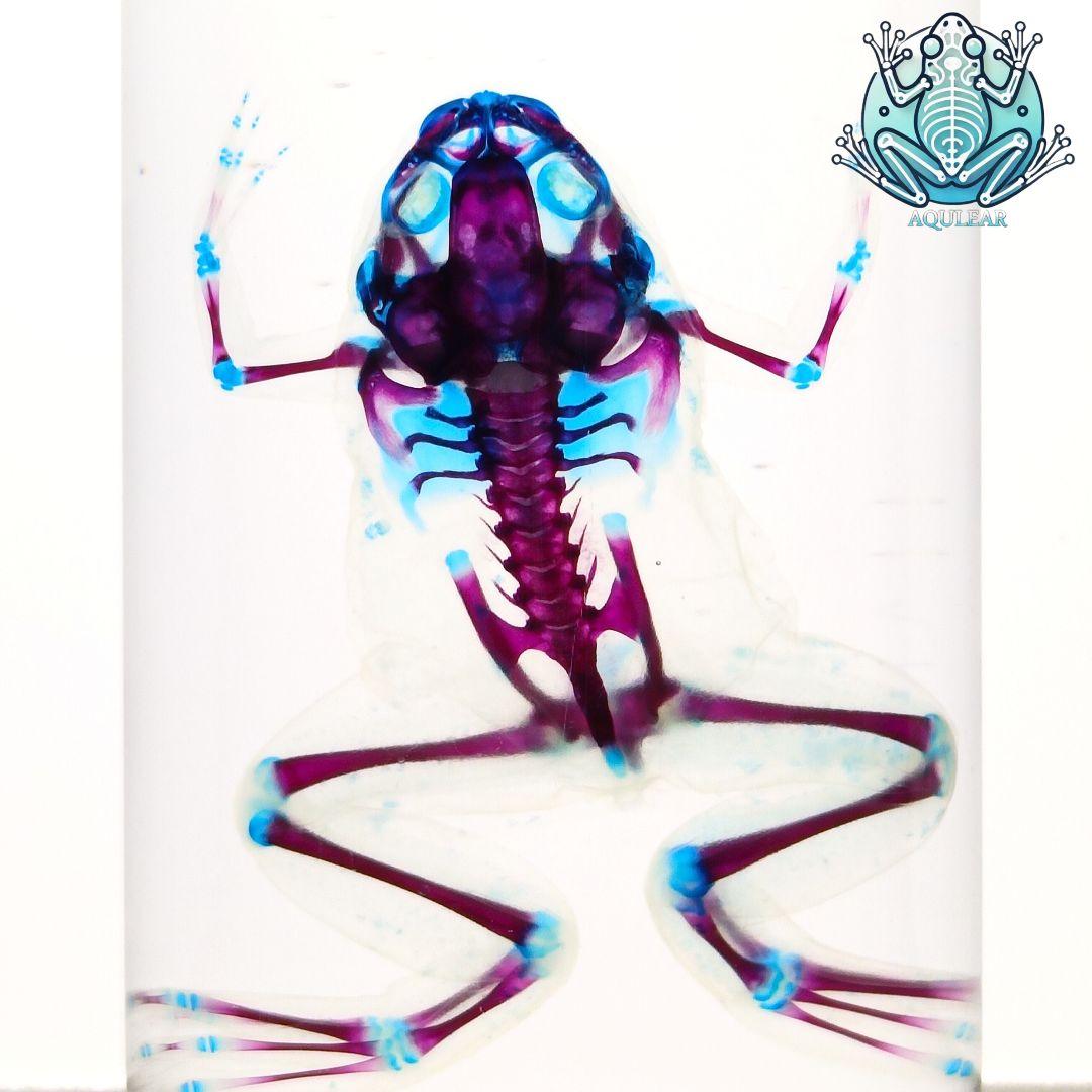 【1点物】極美品☆アフリカツメガエル 透明標本 コレクション品