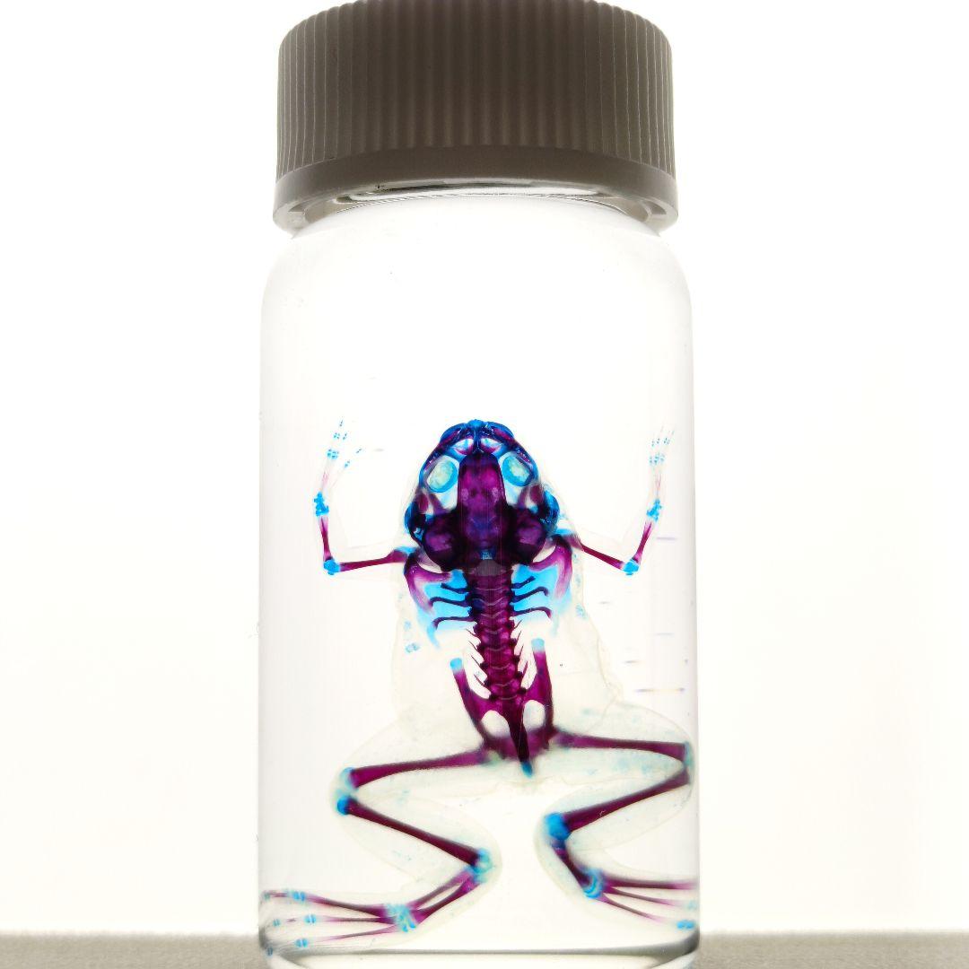 【1点物】極美品☆アフリカツメガエル 透明標本 コレクション品