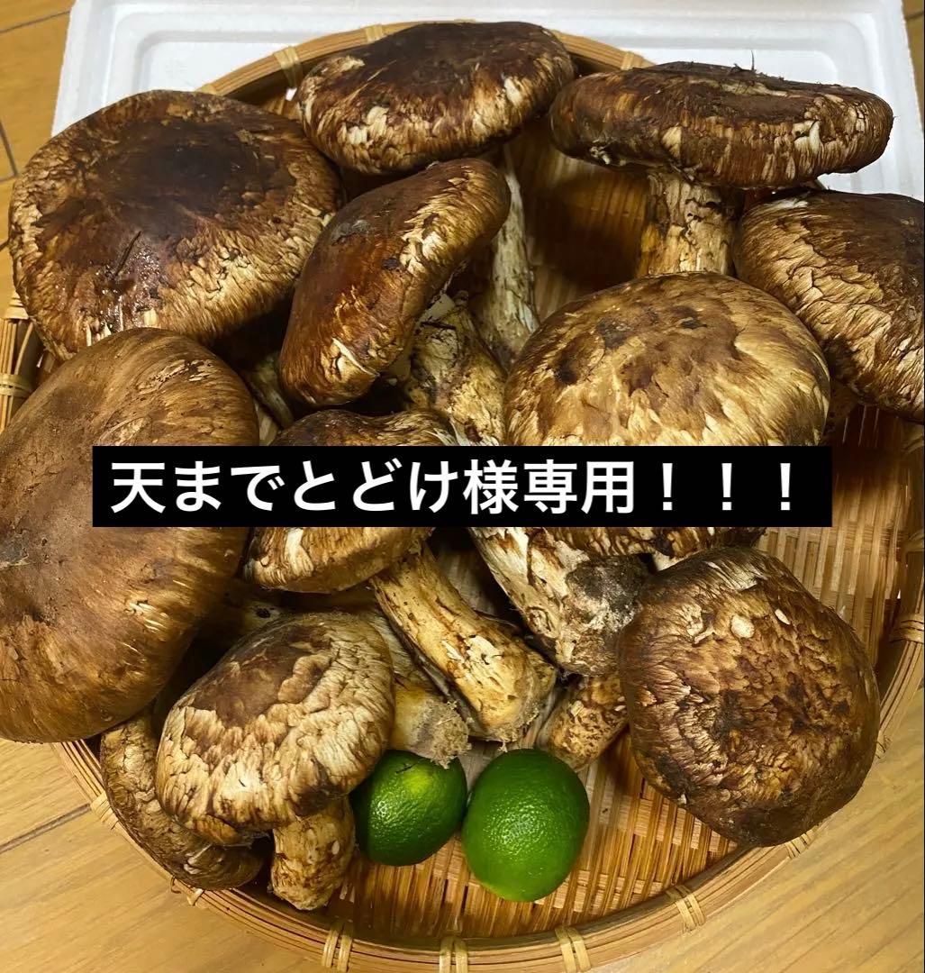 中国産 松茸 約5kg まつたけ