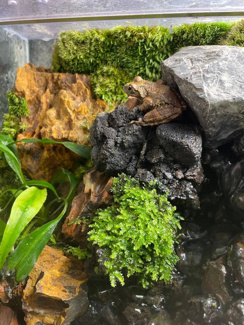 【受注生産】 滝と渓流のアクアテラリウム　30センチ水槽