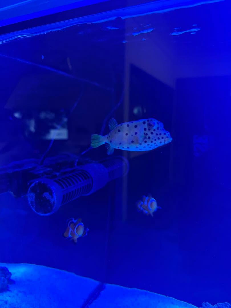 RedSea REEFER 350 海水魚飼育フルセット レッドシー 水槽