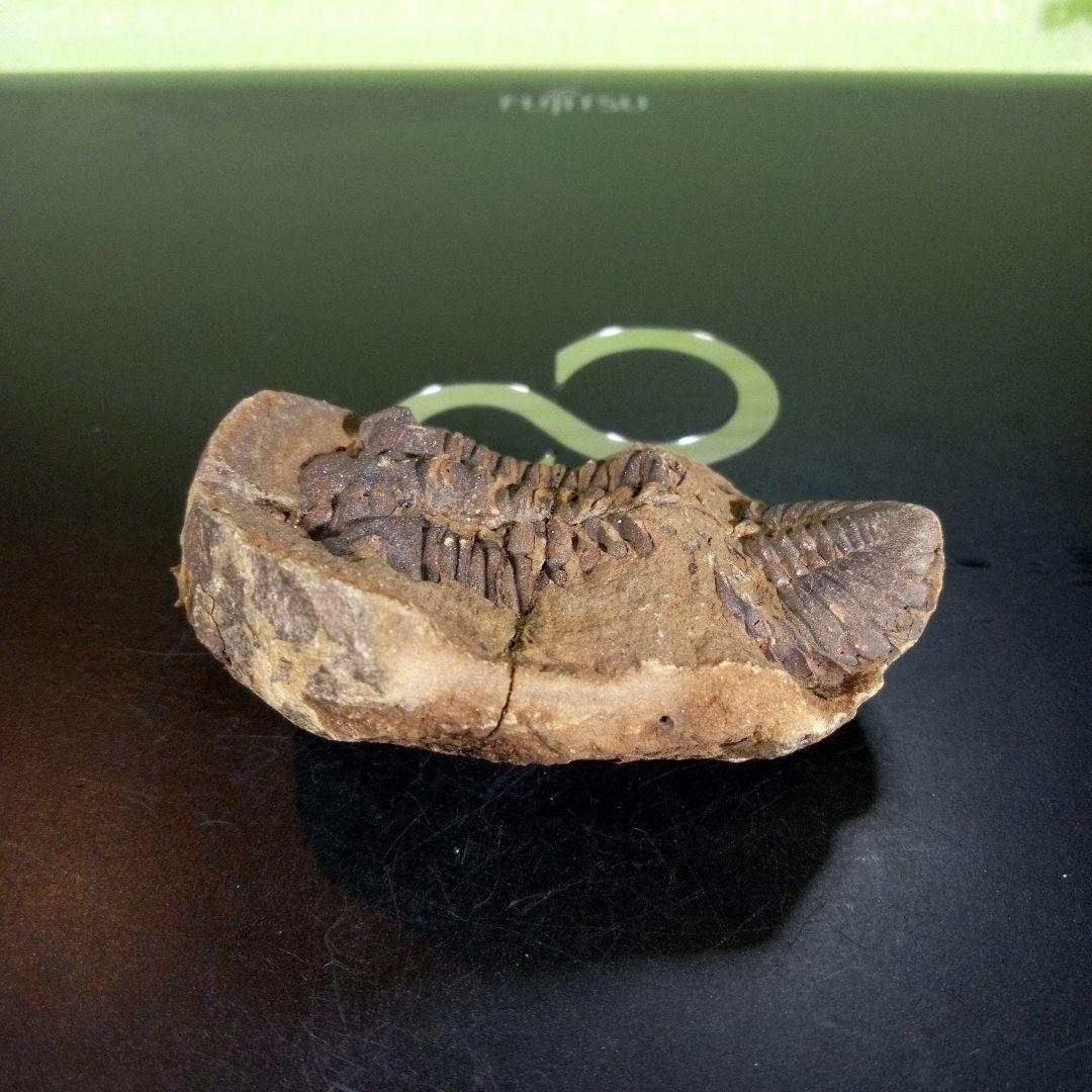 三葉虫　化石　ボリビア産　南アメリカ　trilobite　Bolivia三葉虫⑨