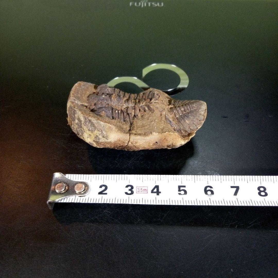 三葉虫　化石　ボリビア産　南アメリカ　trilobite　Bolivia三葉虫⑨