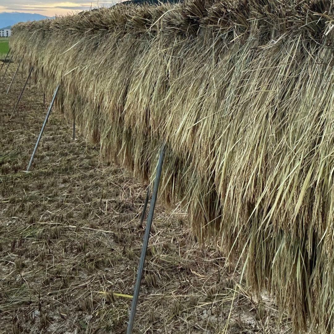 沖縄発送用【送料無料】農家直送 玄米24.7㎏ 農薬不使用 有機栽培 天日干し