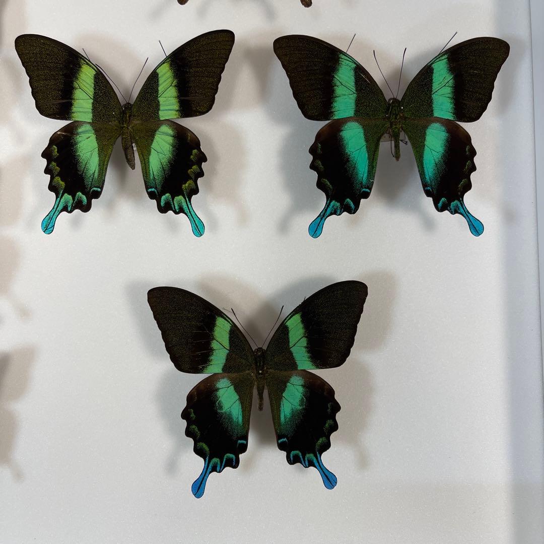 美しいアゲハ蝶標本、ドイツ箱売り