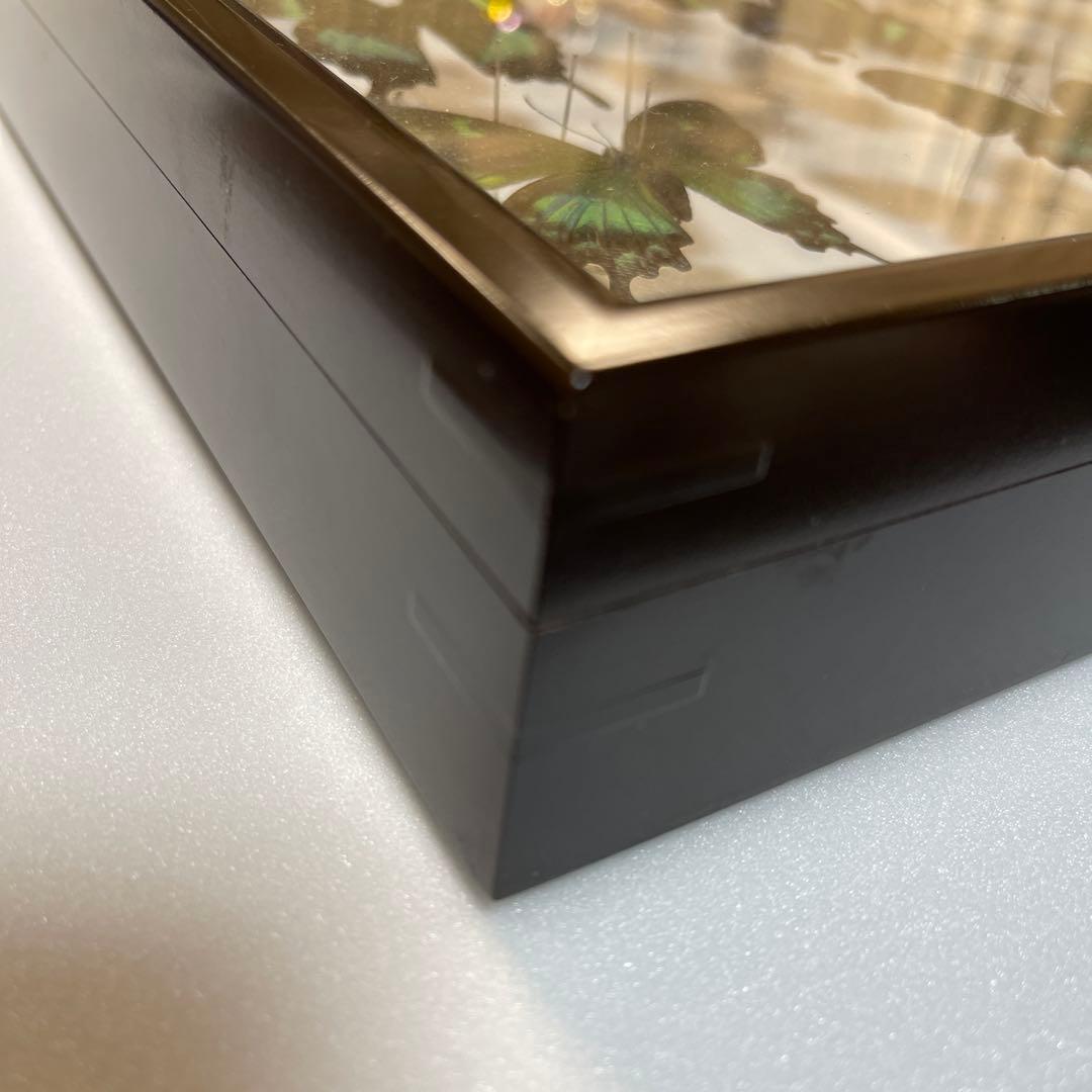 美しいアゲハ蝶標本、ドイツ箱売り