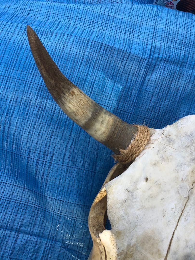 バッファロースカルヘッド、頭蓋骨、本物。