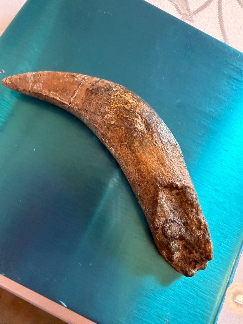 Tyrannosaurus ティラノサウルス　歯　化石　歯根　約8cm