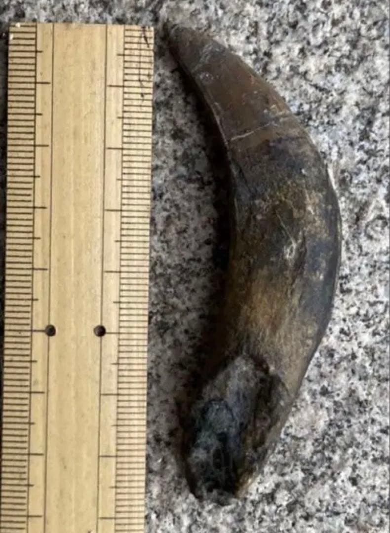 Tyrannosaurus ティラノサウルス　歯　化石　歯根　約8cm