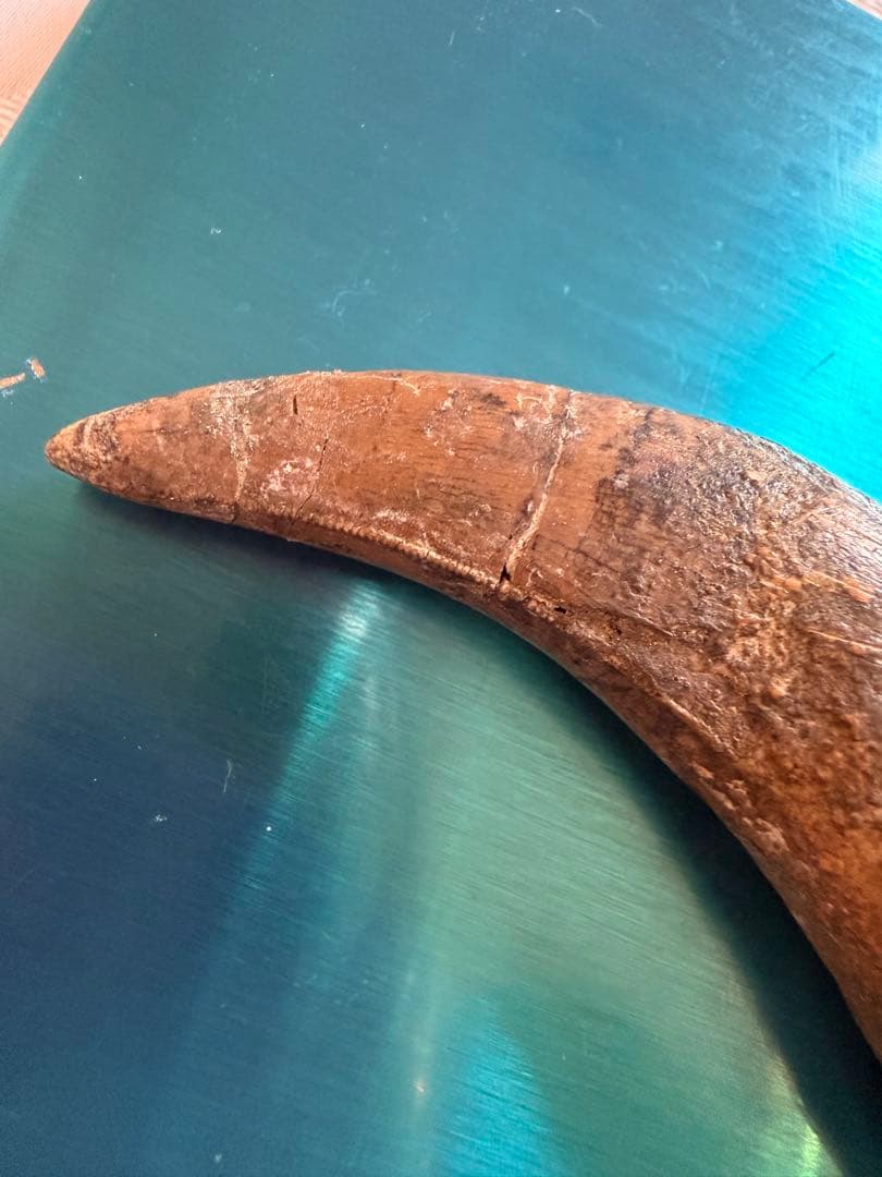 Tyrannosaurus ティラノサウルス　歯　化石　歯根　約8cm
